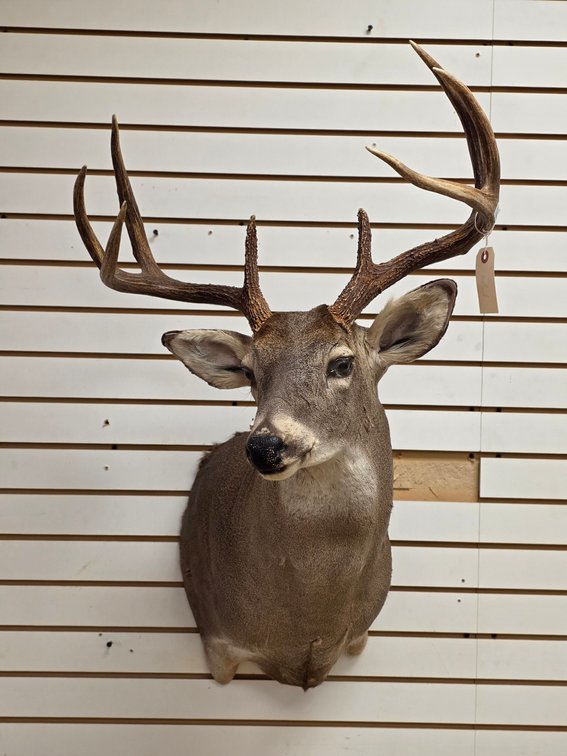 8pt Whitetail Shoulder Mount