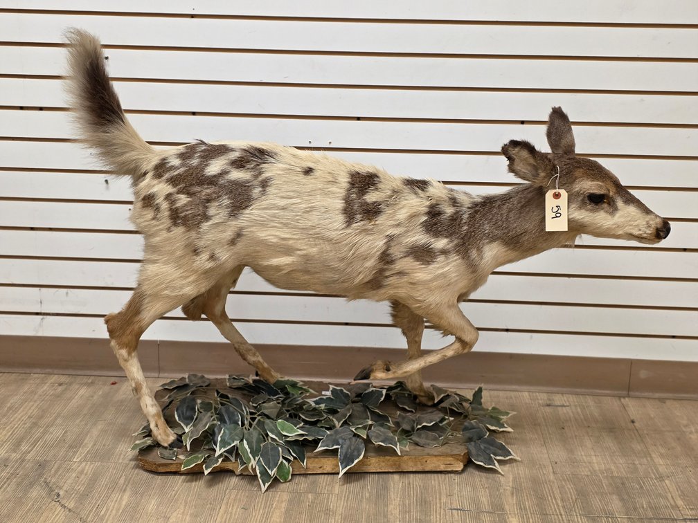 Piebald Deer Full Body Mount