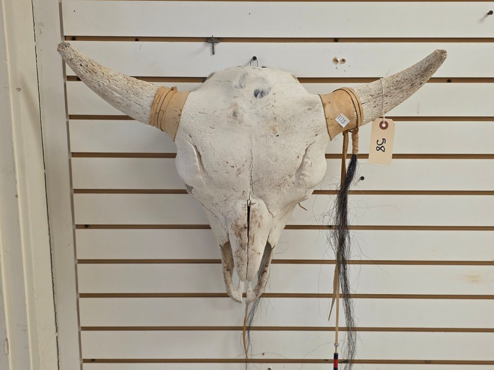 Steer Skull
