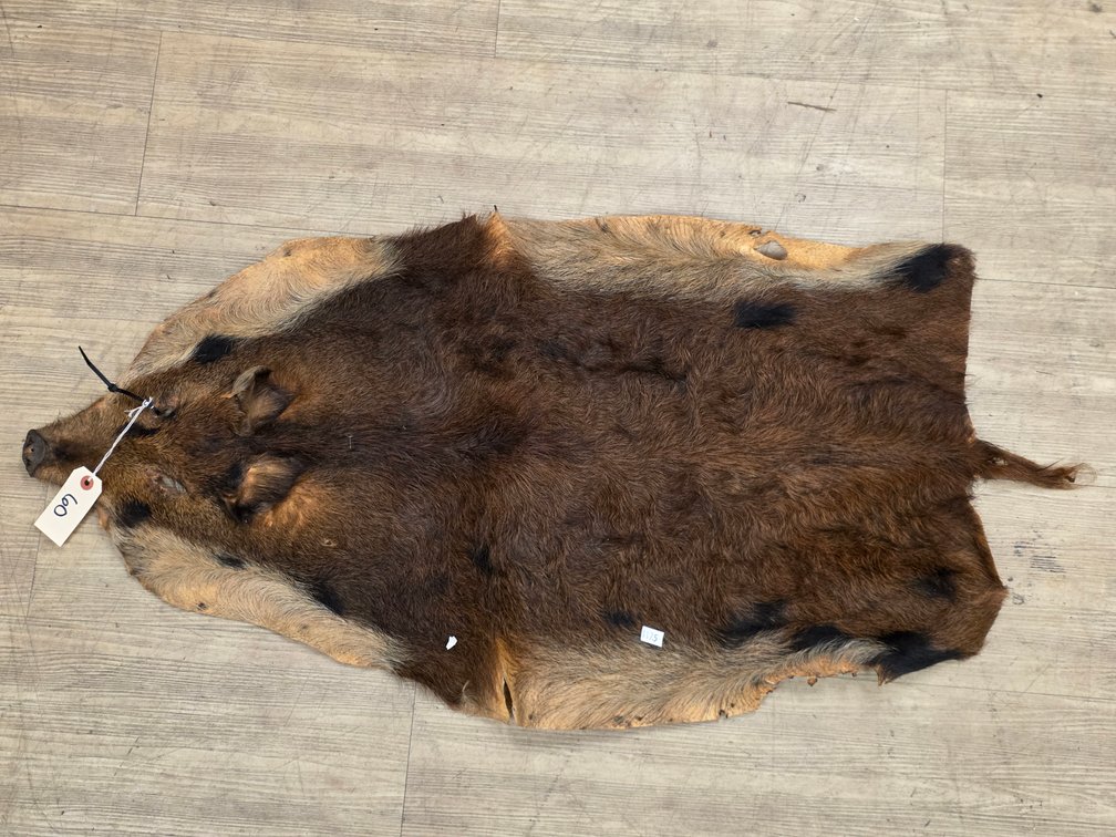 Wild Boar Hide