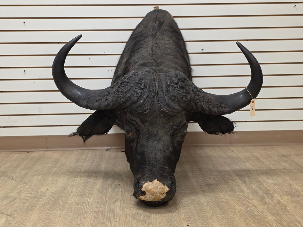 (R) Water Buffalo Shoulder Mount