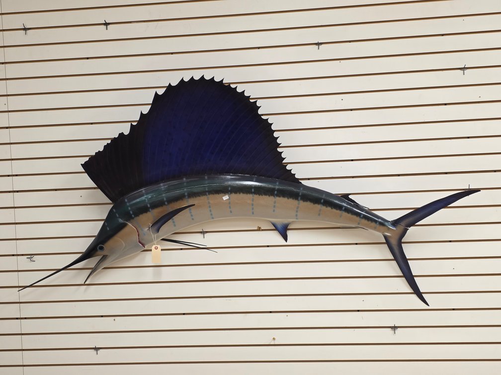 Sailfish Full Body Mount