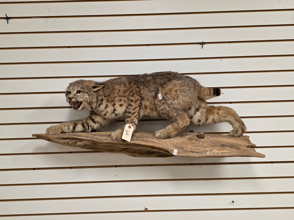 (R) Bobcat Full Body Mount