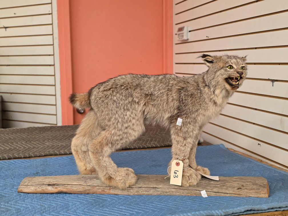 (R) Lynx Full Body Mount