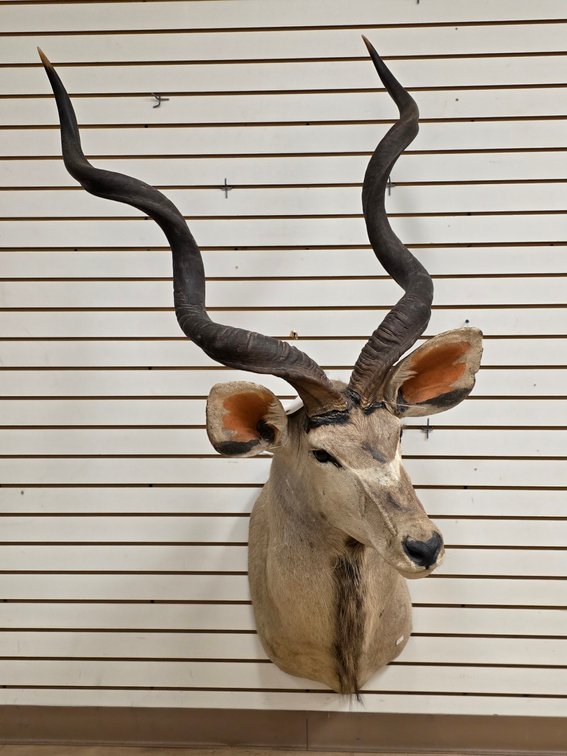 (R) Kudu Shoulder Mount