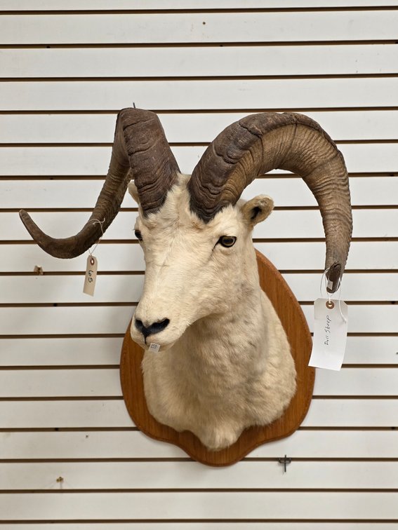 Dall Sheep Shoulder Mount