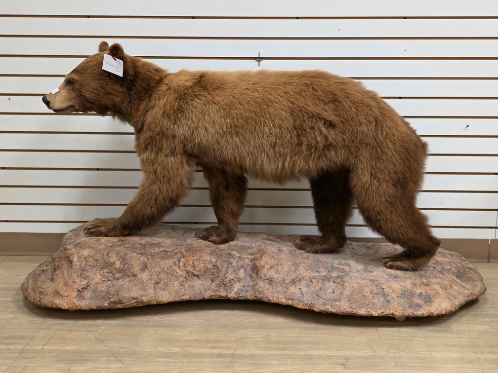 Cinnamon Brown Bear Full Body Mount