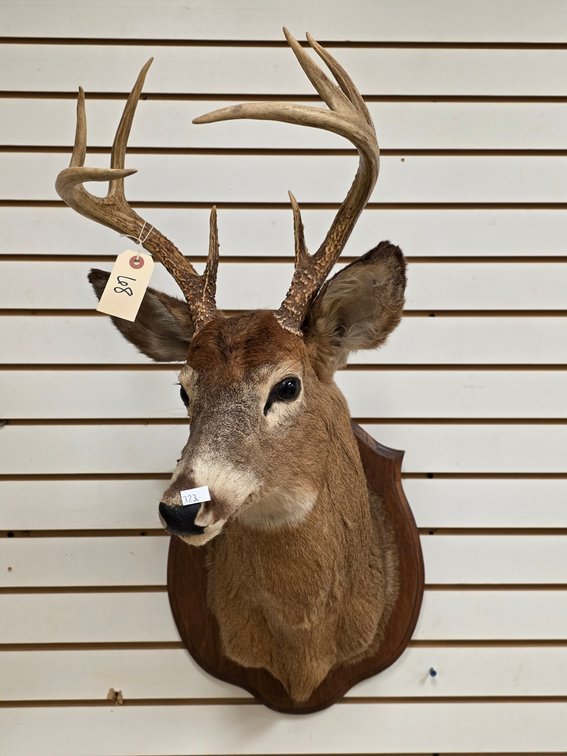 8pt Whitetail Shoulder Mount