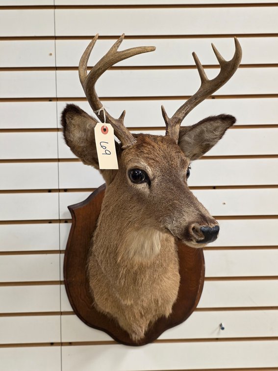 9pt Whitetail Shoulder Mount