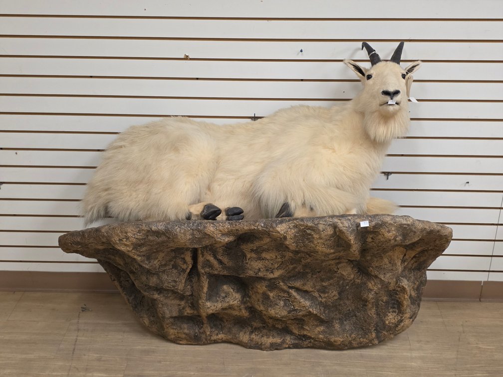 Mountain Goat Full Body Mount
