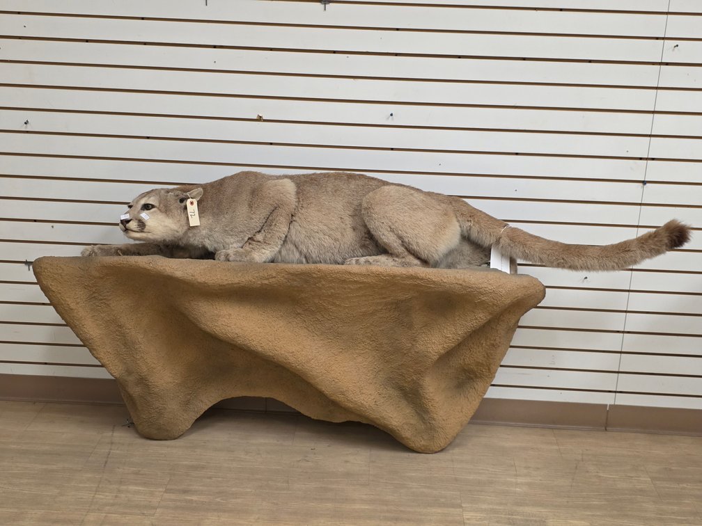 Mountain Lion Full Body Mount