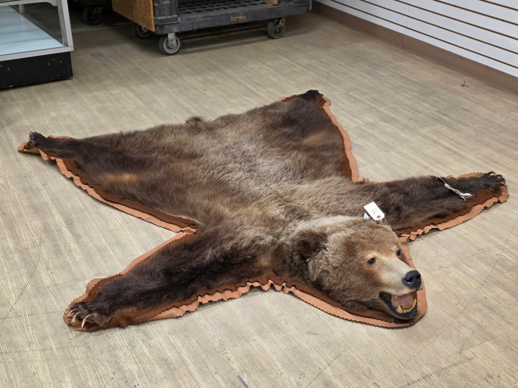Grizzly Bear Hide on Felt