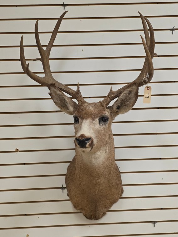 11pt Mule Deer Shoulder Mount