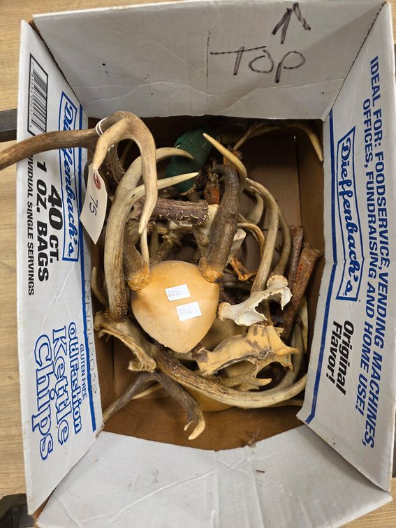 Lot of Antler Mounts, Sheds, & Turkey Feet