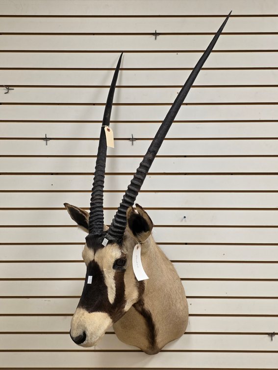 (R) Gemsbok Shoulder Mount
