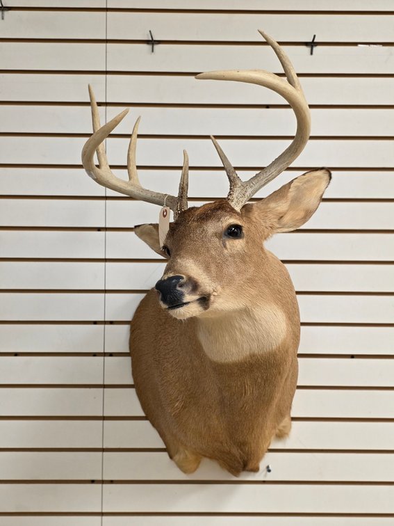 8pt Whitetail Shoulder Mount