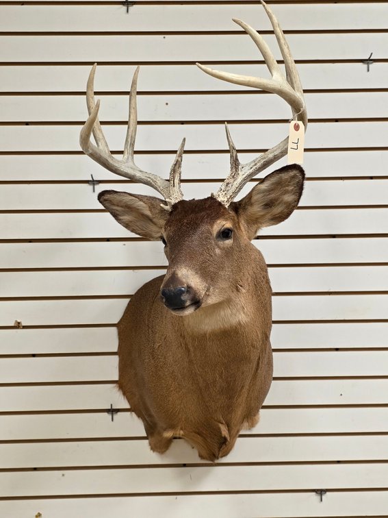 12pt Whitetail Shoulder Mount