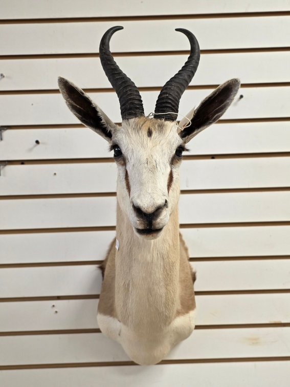 (R) Springbok Shoulder Mount