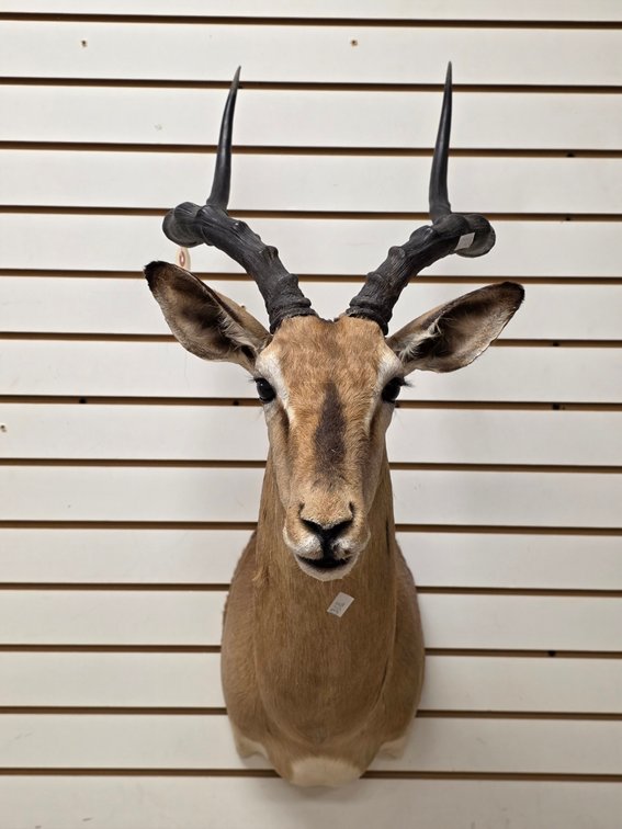 (R) Impala Shoulder Mount