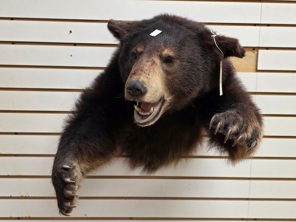 Black Bear 1/2 Mount
