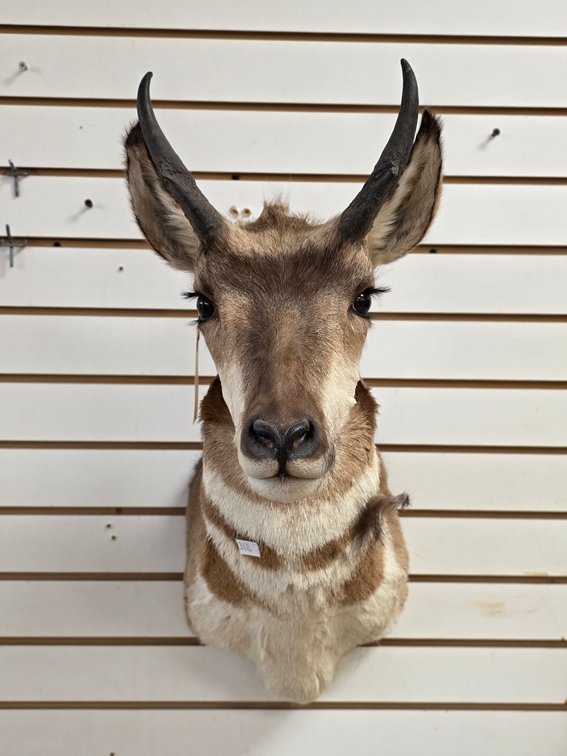 Pronghorn Antelope Shoulder Mount