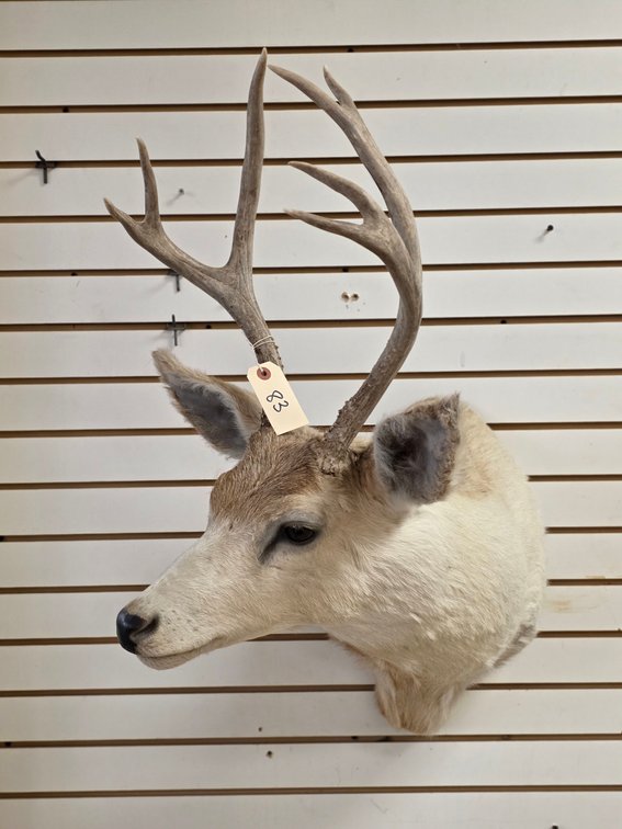 7pt Mule Deer Shoulder Mount