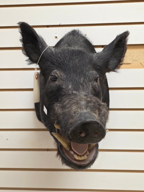 Wild Boar Shoulder Mount