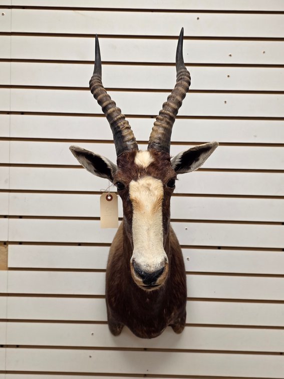 (R) Blesbok Shoulder Mount