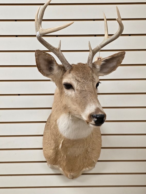8pt Whitetail Shoulder Mount