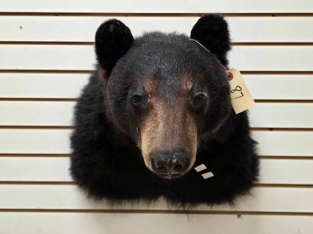 Black Bear Shoulder Mount