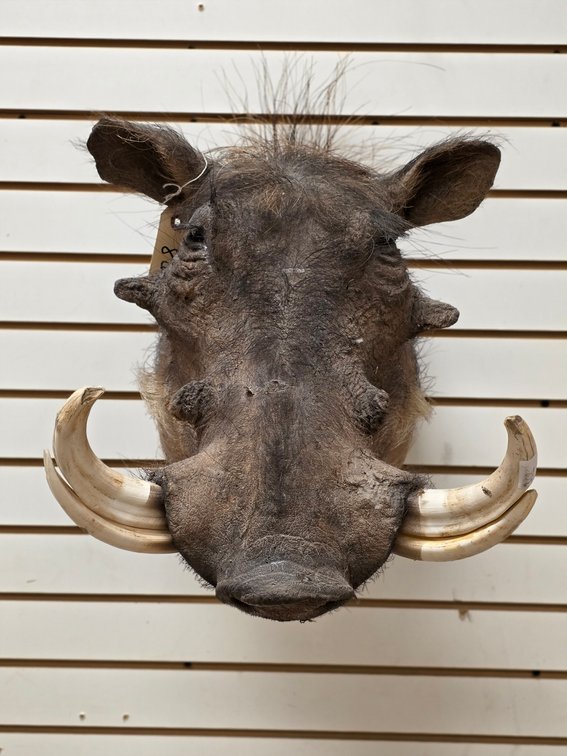 (R) Warthog Shoulder Mount