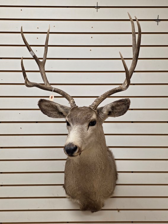 8pt Mule Deer Shoulder Mount