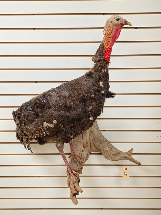 Wild Turkey Full Body Mount
