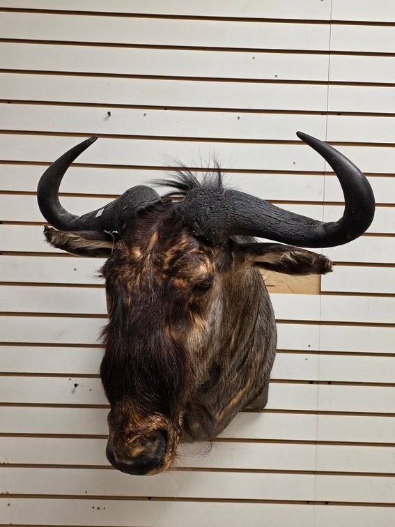 (R) Blue Wildebeest Shoulder Mount