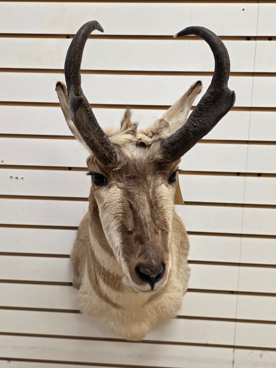 Pronghorn Antelope Shoulder Mount
