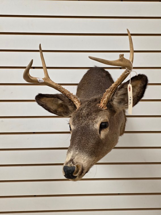 6pt Whitetail Shoulder Mount