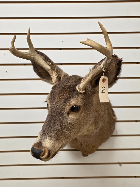 7pt Whitetail Shoulder Mount