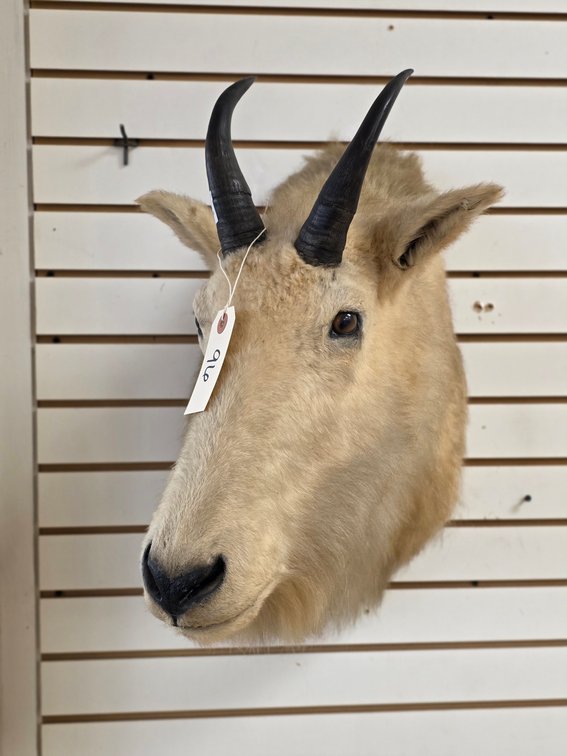 Mountain Goat Shoulder Mount