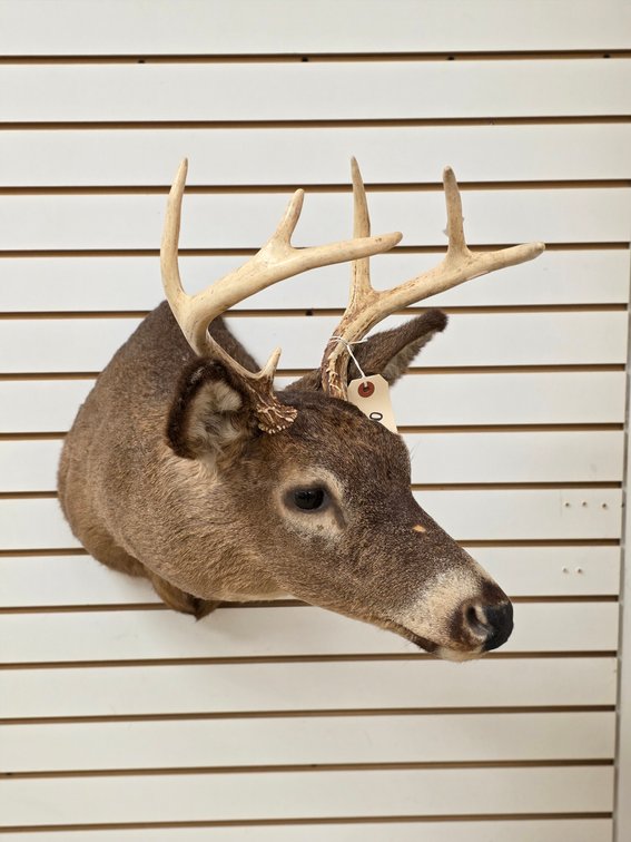 7pt Whitetail Shoulder Mount