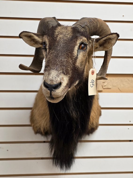 Corsican Ram Shoulder Mount