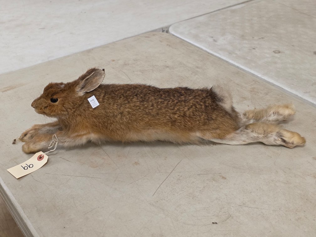 Rabbit Full Body Mount