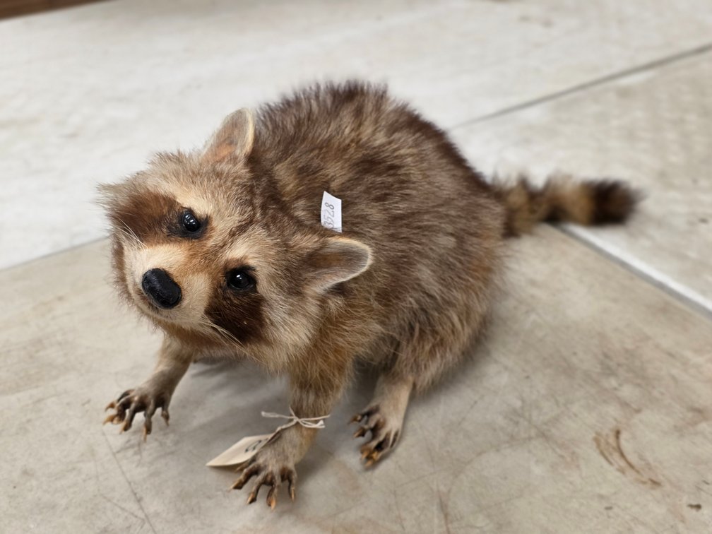 Raccoon Full Body Mount