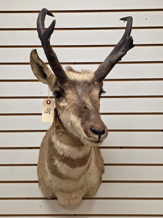 Pronghorn Antelope Shoulder Mount