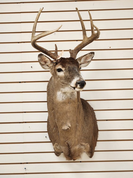 8pt Whitetail Shoulder Mount