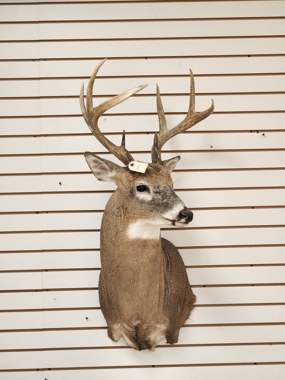 8pt Whitetail Shoulder Mount