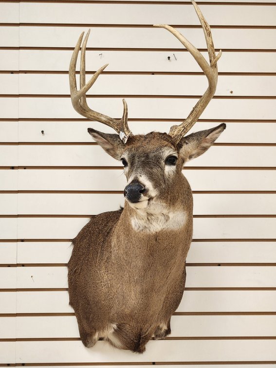 8pt Whitetail Shoulder Mount