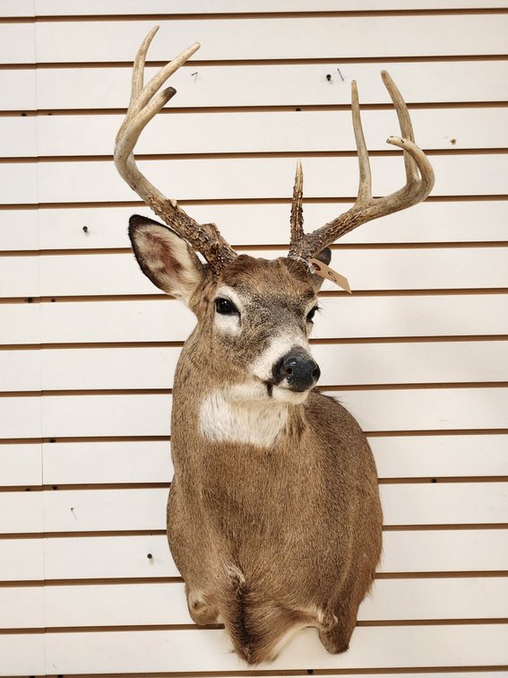 9pt Whitetail Shoulder Mount