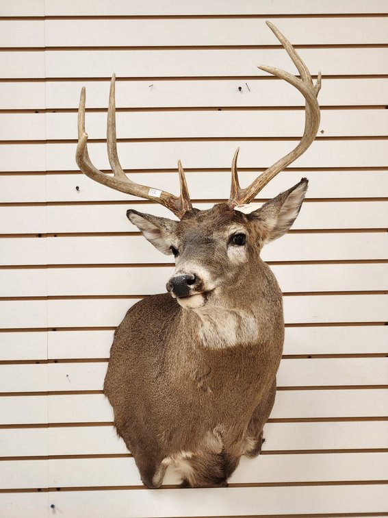 8pt Whitetail Shoulder Mount