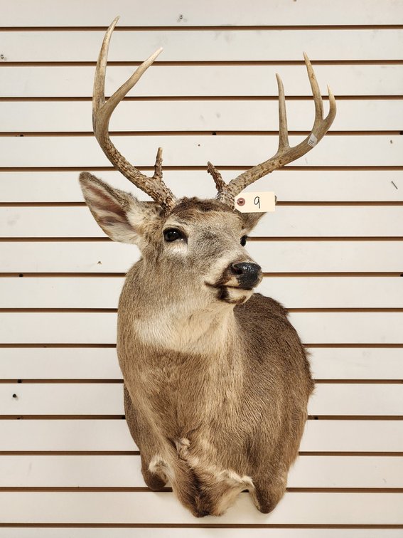 8pt Whitetail Shoulder Mount