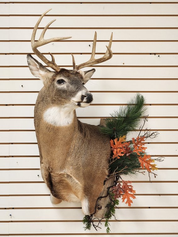 8pt Whitetail Shoulder Mount
